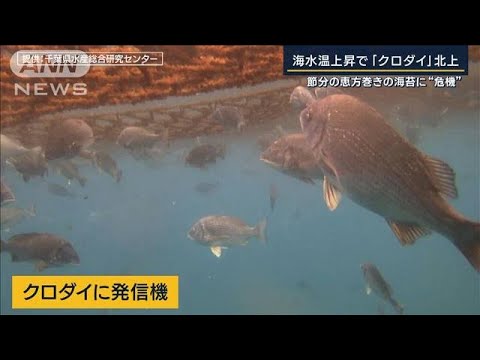 「一晩でなくなる」江戸前を食い尽くす“クロダイ”節分の恵方巻きの海苔に“危機”(2023年2月3日)