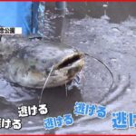 【巨大なナマズ？】東京・港区　公園の池の水、全部抜いたら…何と！