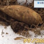 『立春』にタケノコの「試し掘り」　江戸時代から栽培続く京都・福知山市の報恩寺地区（2023年2月4日）