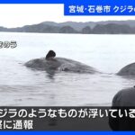 クジラの死骸が漂着 宮城・石巻市北上川河口付近｜TBS NEWS DIG