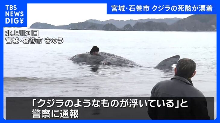 クジラの死骸が漂着 宮城・石巻市北上川河口付近｜TBS NEWS DIG