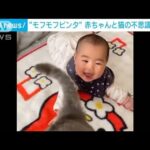 “モフモフ”ビンタに満面の笑み　ネコの尻尾に夢中な赤ちゃん　(2023年2月6日)