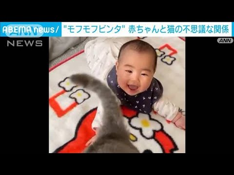 “モフモフ”ビンタに満面の笑み　ネコの尻尾に夢中な赤ちゃん　(2023年2月6日)