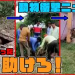 【動物の衝撃映像まとめ】馬がすっぽりタンクに落下　｢引っ張れ！｣救出は/崖の上にヒツジ　命綱1本で抱きかかえ救出　などーー（日テレNEWS LIVE）