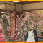 早春を彩る「長浜盆梅展」開催　樹齢２５０年の古木など９０鉢　梅の盆栽の展示会で日本最大級