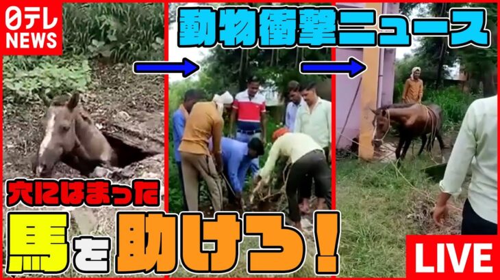 【動物の衝撃映像まとめ】馬がすっぽりタンクに落下　｢引っ張れ！｣救出は/崖の上にヒツジ　命綱1本で抱きかかえ救出　など－－ニュースまとめライブ（日テレNEWS LIVE）