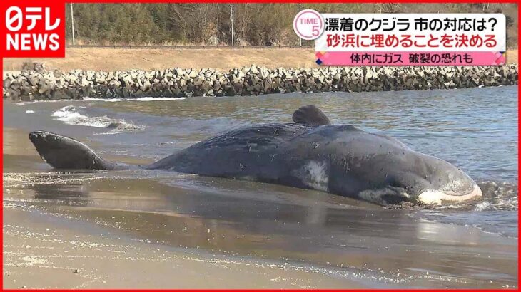 【漂着のクジラ】砂浜に埋めることを決める 体内のガス破裂の恐れも