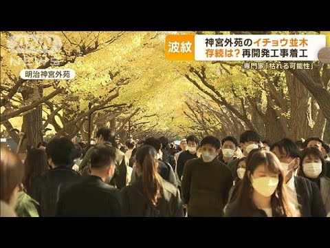 神宮外苑の“イチョウ並木”　存続は…再開発の工事が本格化　専門家「枯れる可能性」(2023年2月7日)