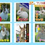 選挙立候補者は『ウサギ５匹とロバ１匹』…動物園の顔「アニマル園長」を決める戦い！（2023年2月7日）