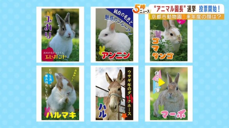 選挙立候補者は『ウサギ５匹とロバ１匹』…動物園の顔「アニマル園長」を決める戦い！（2023年2月7日）