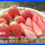 “イチゴ戦国時代”幕開け！神奈川の新ブランド「かなこまち」ブームなるか｜TBS NEWS DIG