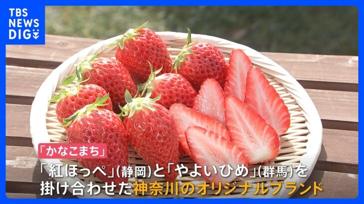 “イチゴ戦国時代”幕開け！神奈川の新ブランド「かなこまち」ブームなるか｜TBS NEWS DIG