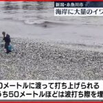 【海岸に大量のイワシ】回収作業行われる 新潟・糸魚川市
