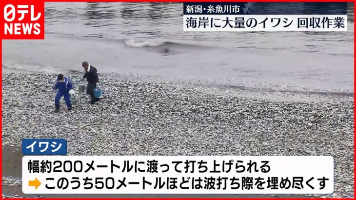 【海岸に大量のイワシ】回収作業行われる 新潟・糸魚川市