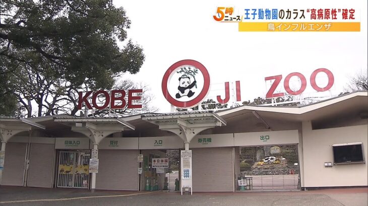 神戸・王子動物園の野鳥カラス死骸の鳥インフルは『高病原性』と確定　現在は臨時休園（2023年2月8日）