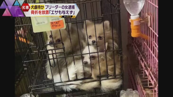 室温３０度の悪臭が充満する部屋…劣悪環境で犬飼育、ブリーダーの女逮捕　半年で約１００匹死なせたか