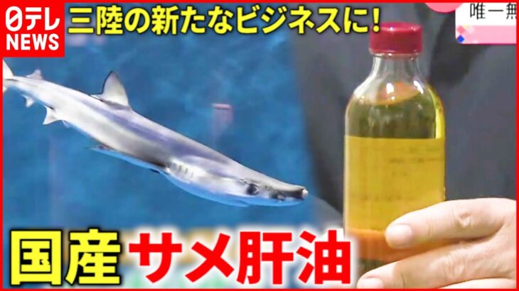 【最新研究】国産のサメ肝油＆ワカメ生育ライト!? 三陸の水産業支える新たな取り組み　宮城　NNNセレクション