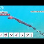 【貴重映像】 まるで水中を泳ぐ“リボン”専門家も驚き！超レアな深海魚(2023年2月9日)