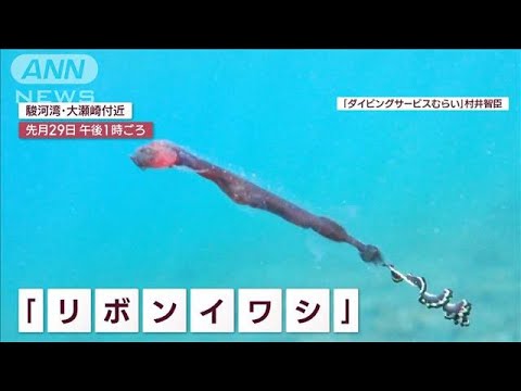 【貴重映像】 まるで水中を泳ぐ“リボン”専門家も驚き！超レアな深海魚(2023年2月9日)