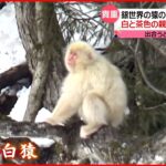 【貴重】全身真っ白な「吾妻の白猿」 “山の神の使い”と呼ばれ…