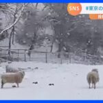 「#東京の雪」がトレンド入り！ 雪の中にヒツジ・ウシ…雪の中でラグビーの練習も　SNSに投稿された“雪動画”｜TBS NEWS DIG