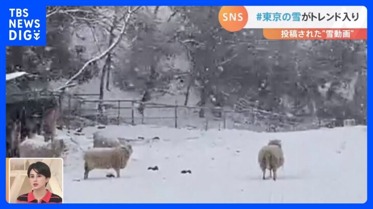 「#東京の雪」がトレンド入り！ 雪の中にヒツジ・ウシ…雪の中でラグビーの練習も　SNSに投稿された“雪動画”｜TBS NEWS DIG