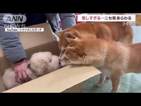 新しい仲間に大興奮！と思ったら…怪しすぎる“ニセ柴犬”あらわる(2023年2月10日)