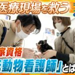 多忙なペット医療現場を救う！新たな国家資格「愛玩動物看護士」では投薬や採血もできる？カテーテルは？ 獣医師の負担解消に！