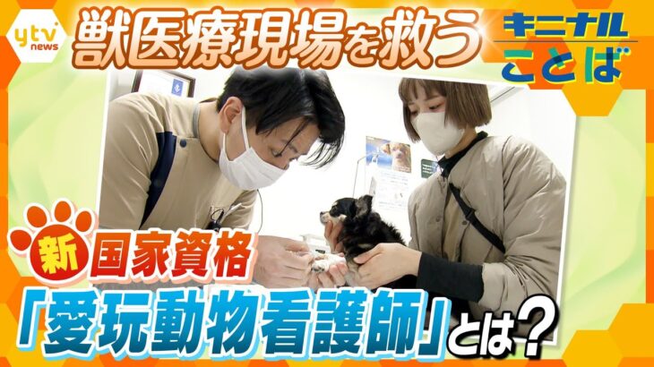 多忙なペット医療現場を救う！新たな国家資格「愛玩動物看護士」では投薬や採血もできる？カテーテルは？ 獣医師の負担解消に！