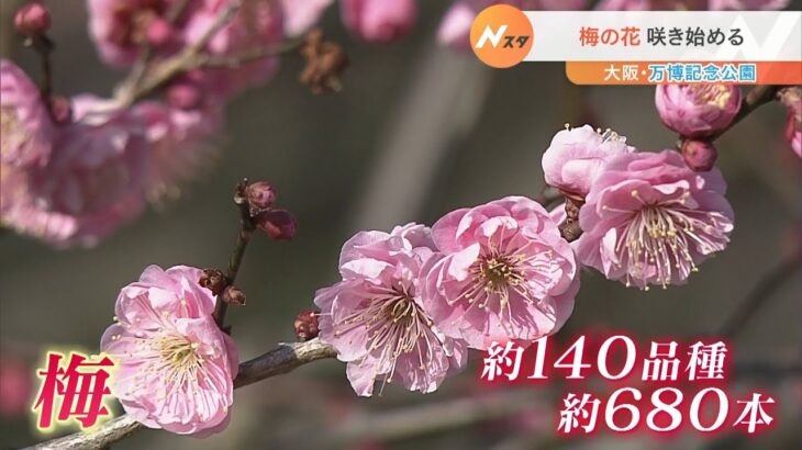 万博記念公園で「梅まつり」　園内に約１４０品種・約６８０本の梅　徐々に咲き始める（2023年2月12日）