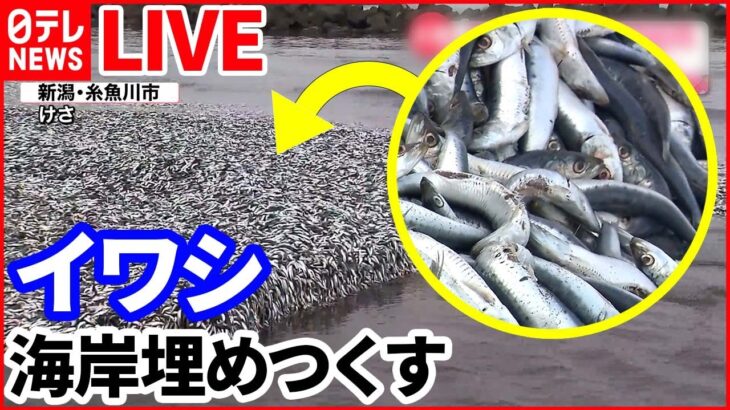 【バズニュース ライブ】 海岸埋め尽くす大量のイワシ　幅200メートルにわたり打ち上げられ…/東京都心の池に“巨大ナマズ”/保育園でも顔認証……子どもの“置き去り”対策（日テレNEWS LIVE）