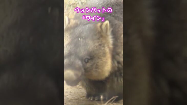 五月山動物園のウォンバットがギネス世界記録更新！#Shorts #ウォンバット