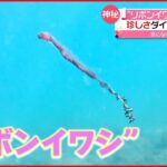 【珍しい深海魚】“リボンイワシ”撮影成功！ 尾びれの先がクルクル…独特な模様も
