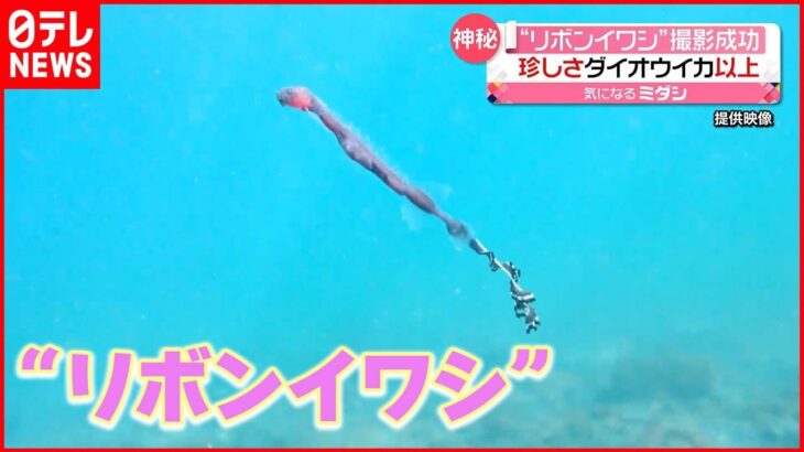 【珍しい深海魚】“リボンイワシ”撮影成功！ 尾びれの先がクルクル…独特な模様も