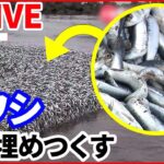 【バズニュース ライブ】 海岸埋め尽くす大量のイワシ　幅200メートルにわたり打ち上げられ…/東京都心の池に“巨大ナマズ”/保育園でも顔認証……子どもの“置き去り”対策（日テレNEWS LIVE）