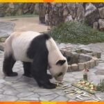 中国へ旅立つパンダの永明にバレンタインデー　パンダ団子にハート形のリンゴ　アドベンチャーワールド