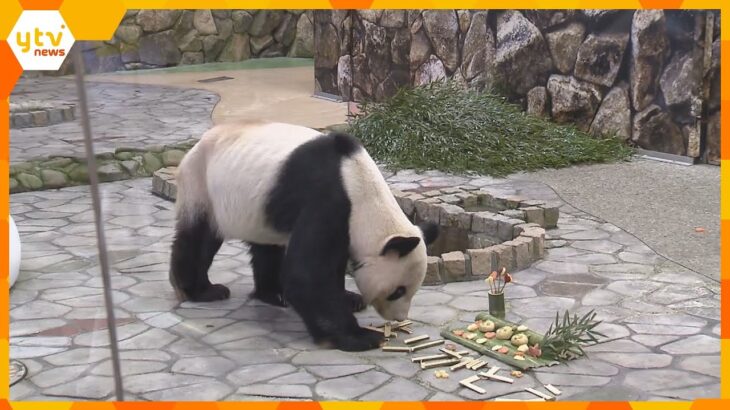 中国へ旅立つパンダの永明にバレンタインデー　パンダ団子にハート形のリンゴ　アドベンチャーワールド