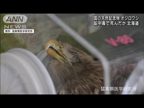 国の天然記念物オジロワシ 鉛中毒で死んだか 北海道(2023年2月14日)