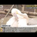 多摩動物公園でカモが鳥インフル陽性　あすから休園(2023年2月15日)