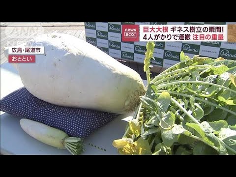 “巨大大根”ギネス樹立の瞬間！　驚異の重さ45kg超「本来持ってる力引き出した」(2023年2月24日)