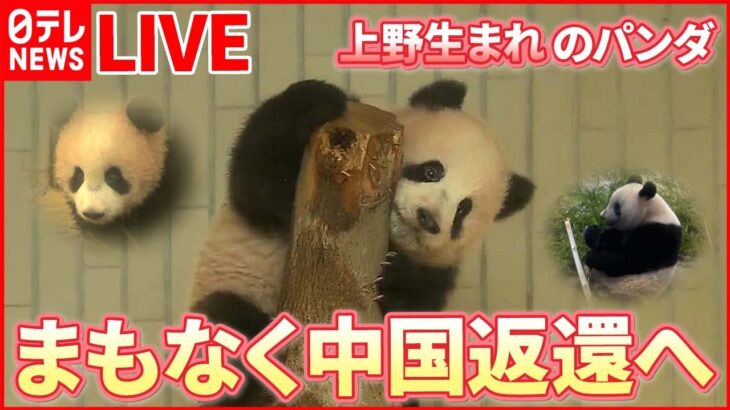 【パンダまとめ】中国に返還へ“上野生まれ”シャンシャンなどパンダ4頭 / 最後の屋外展示…待ち時間“最大4時間以上”など シャンシャン関連ニュース（日テレNEWS LIVE）