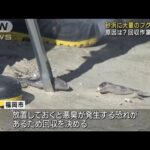 砂浜に大量のフグの死骸…回収作業始まる　福岡市(2023年2月16日)