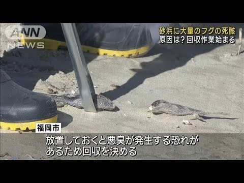 砂浜に大量のフグの死骸…回収作業始まる　福岡市(2023年2月16日)