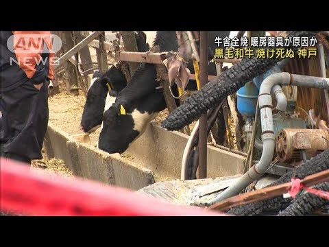 牛舎で火災　黒毛和牛焼け死ぬ　暖房器具が原因か　神戸(2023年2月16日)