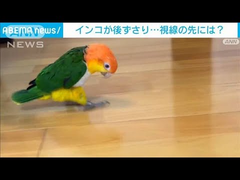 「マイケル・ジャクソンさんが降臨」何を見たの？猛スピードで後ずさりするインコ(2023年2月16日)