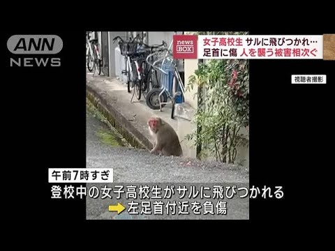 サルに飛びつかれ女子高校生けが　人襲う被害相次ぐ　山口・岩国市(2023年2月16日)