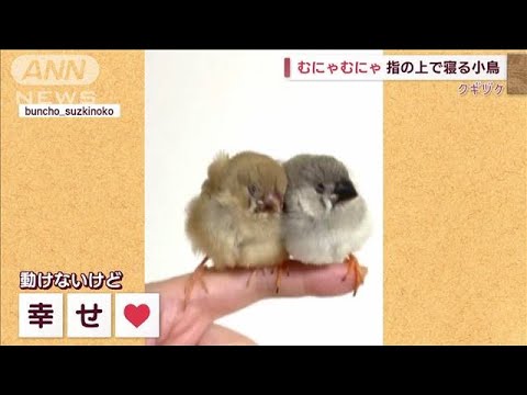 【クギヅケ】こんなところで寝ないで～…指の上で寝る小鳥(2023年2月17日)