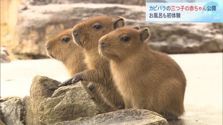 “初風呂”にも挑戦　カピバラ「三つ子の赤ちゃん」一般公開　姫路セントラルパーク（2023年2月18日）