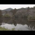 世界遺産・龍安寺の池に成人男性の遺体　一部で腐敗　京都市