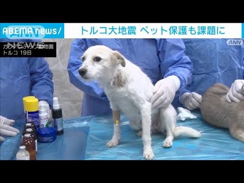 【トルコ大地震】飼い主を失ったペット保護も課題に(2023年2月20日)